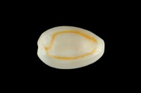 藏品(金環寶螺)的圖片